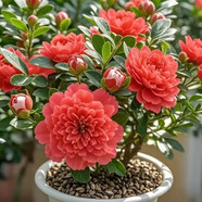 【新品】冬季種植耐寒濃香重瓣大花國風(fēng)雅韻青楊綠植花卉盆栽好養(yǎng) 新品促銷：大紅【重瓣濃香】四季常青+對版發(fā)貨 26年常青：精品大苗【原土】能開68朵+肥