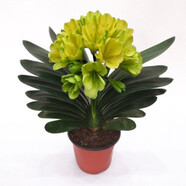 御春閣帶盆帶土6年大苗綠植盆栽 室內(nèi)花卉 君子蘭花 苗花卉盆景盆栽綠植 綠寶石君子蘭8-10片帶盆帶土