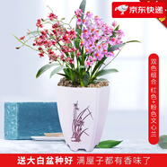 劉閣蘭花奶香味夢(mèng)香蘭 現(xiàn)帶濃香花苞出售 香水文心蘭花卉綠植盆栽跳舞蘭 2盆紅色夢(mèng)香帶6支生花劍 帶北歐盆