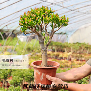 桐汝壁吸財樹(shù)老樁多肉植物發(fā)財樹(shù)寓意進(jìn)寶客廳陽(yáng)臺好養綠植樹(shù) 80# 210#原盆吸財樹(shù)10年老樁脫土包