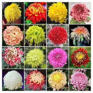菊花種子四季播種戶外耐寒花卉種籽庭院造景陽臺(tái)盆栽觀賞花草種子 22款菊花混裝再一起 1包種子240粒+復(fù)合肥+發(fā)芽粉