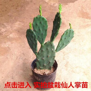 可嫁接食用仙人掌盆栽綠植花卉多肉墨西哥米邦塔植物盆栽室內(nèi) 仙人掌5片葉子（帶根）