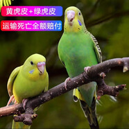 豪蚨虎皮鸚鵡說(shuō)話(huà)小鳥(niǎo)活物觀(guān)賞鳥(niǎo)寵物牡丹小太陽(yáng)親人玄風(fēng)鸚鵡豪蚨 綠+黃虎皮一對（一公一母）