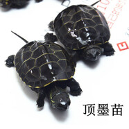 純種頂墨小烏龜活物寵物中華草龜全黑深水墨龜苗長(cháng)壽金線(xiàn)情侶龜 純血統頂墨龜情侶2只+免費龜糧 重3-5克1厘米出生苗