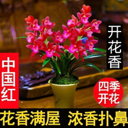 高品質(zhì) 超壯苗 養(yǎng)不死的蘭花【10年苗耐寒】超香型 仙山紅 花卉 中國紅 2苗連體 帶育苗盆土