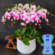 蝴蝶蘭花苗帶花劍帶花苞盆栽蘭花大苗客廳室內植物花卉四季 桃花仙子白 精品苗【帶花劍】帶陶瓷盆發(fā)貨