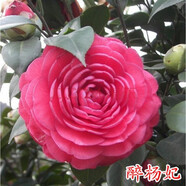 盆栽茶花苗 山茶花苗綠植花卉盆栽四季好養(yǎng)茶花樹苗盆栽耐寒花卉觀花植物室內(nèi)花卉綠植開花不斷 不含盆 醉楊妃  7年苗樹形美分叉多