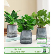 綠有意梔子花綠植花卉發(fā)財(cái)樹盆栽辦公室內(nèi)多肉綠蘿籮桌面水培好養(yǎng)活植物 【凈化除醛】綠公主+碧玉+綠蘿 含盆