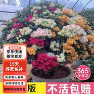 七流婉重瓣三角梅盆栽花卉陽(yáng)臺庭院綠植爬藤飄枝老樁盆景帶花發(fā)貨 三角梅盆景(1.2米左右高)