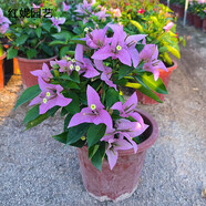 步戀三角梅盆栽大盆老樁花卉重瓣四季開(kāi)花室內庭院陽(yáng)臺桿插好養植物 新加坡宮粉(帶花)35-45cm含盆