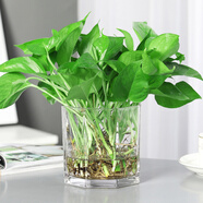 淺笑心柔水培植物盆栽室內(nèi)花卉綠籮辦公室綠植除水養(yǎng)水生 八邊玻璃+水培綠蘿 含盆