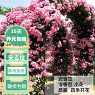 花友藤本月季花苗月季花樹苗盆栽特大花苗庭院爬藤植物陽臺薔薇爬墻 安吉拉【爬藤】大苗 1-1.3米高度多分叉