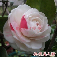 盆栽茶花苗 山茶花苗綠植花卉盆栽四季好養(yǎng)茶花樹苗盆栽耐寒花卉觀花植物室內花卉綠植開花不斷 不含盆 抓破美人臉 5年苗花苞多多