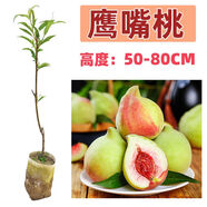 【真苗】正宗鷹嘴桃樹(shù)苗水蜜桃黃嫁接當(dāng)年結(jié)果帶土杯帶葉發(fā)貨 鷹嘴桃1棵【甜脆】 試種苗【0.1-0.3粗不包活】