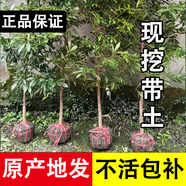 正宗名貴金絲楠木樹(shù)苗綠化庭院盆栽四川小葉楨楠大樹(shù)四季常綠苗木 金絲楠木樹(shù)苗 高1米 帶土帶葉