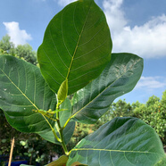 廣東新鮮菠蘿蜜葉子喂蟲(chóng)葉子樹(shù)菠蘿葉片過(guò)節喜慶包糍粑艾餅墊葉 喂蟲(chóng)嫩葉子50片