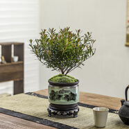 八芽 小葉赤楠盆景擺件室內(nèi)綠植花卉盆栽老樁客廳辦公室桌面好養(yǎng)植物 （山水盆+苔蘚+底座）
