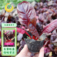 鳳鳴雅世紅葉甜菜種子四季蔬菜種子陽臺庭院盆栽菜籽紅甜菜種子10克