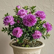 【新品】冬季種植耐寒濃香重瓣大花國風(fēng)雅韻青楊綠植花卉盆栽好養(yǎng) 新品促銷：紫色【重瓣濃香】四季常青+對版發(fā)貨 36年常青：精壯大苗【原土】能開96朵+肥