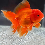 AIPHAROW精品泰獅金魚(yú)活魚(yú)獅子頭小金魚(yú)好養耐活易養活冷水包金元寶觀(guān)賞苗 7-8cm精品娃娃臉紅泰獅 1條