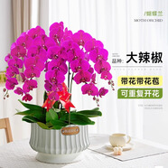 臨雅【帶花帶盆】蝴蝶蘭盆栽大花型客廳帶花苞年宵花卉開業(yè)送禮真鮮花 送禮【大辣椒】六梗+歐式花盆