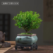 綠有意小葉赤楠老樁盆景苗植物花卉微景觀水培辦公室內(nèi)好養(yǎng)四季常青盆栽 方形山水陶瓷盆+底座+苔蘚