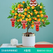 金桔樹(shù)苗盆栽帶果植物室內花卉陽(yáng)臺年宵小橘子綠植盆栽盆景Z 大棵金桔帶果+白金色拼接瓷盆(高40-50cm)
