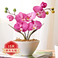 歐悟 蝴蝶蘭花苗盆栽室內(nèi)觀花植物桌面陽(yáng)臺(tái)年宵花卉四季開花綠植花卉 公主蝴蝶蘭+透明原盆+原土