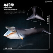 可愛(ài)家玩具仿真動(dòng)物模型海洋生物鯊魚鯨魚海豚企鵝海龜螃蟹擺件兒童禮物 布氏鯨