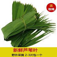采鮮惠 新鮮蘆葦葉 粽葉 天然葦子葉農(nóng)家粽子葉包粽子 2斤 400片+粽繩（以片數(shù)為準(zhǔn)）
