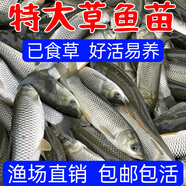 草魚魚苗淡水養(yǎng)殖食用半斤特大草魚苗批發(fā)食蚊小草魚活魚苗草魚苗 優(yōu)質(zhì)草魚苗 10-13厘米7條送1條防損