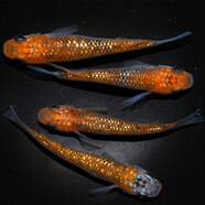 青鳉觀(guān)賞魚(yú)魔法魚(yú)冷水魚(yú)小型錦鯉金魚(yú)淡水魚(yú)原生魚(yú)好養活體 紅色 女雛三條