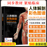 正版現(xiàn)貨 正常人體解剖學(xué)習(xí)題集/新世紀全國高等中醫(yī)藥院校配套教學(xué)用書 嚴振國 中國中醫(yī)藥出版社 人體解剖彩色圖譜 丁自海 鄭雪峰