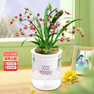 劉閣蘭花蘭花香水文心蘭夢(mèng)香花卉盆栽 紅色帶4支生花劍配懶人盆源頭直發(fā)