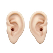 阿昌耳朵模型采耳工具學(xué)員硅膠真人大小耳孔耳道練習教學(xué)學(xué)習培訓阿昌 乳膠練習朵模型雙耳 左右耳帶耳膜