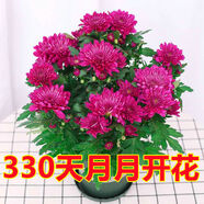 重瓣荷蘭菊盆栽四季開花荷蘭菊花苗千頭菊花室內(nèi)外花卉 菊花紫色帶花苞發(fā)貨 不帶盆