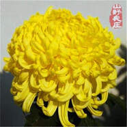 菊花種子四季播種戶外耐寒花卉種籽庭院造景陽臺盆栽觀賞花草種子 金秋菊花 1包種子240粒+復(fù)合肥+發(fā)芽粉
