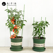九千谷植物攀爬支架包鋼管花盆爬藤花架薔薇月季葡萄固定架子120cm4658