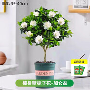 愛你一萬年梔子花盆栽花卉植物室內(nèi)綠植四季好養(yǎng)茉莉花源頭直發(fā)驅(qū)蚊組合包郵 棒棒糖梔子花35-40cm（加侖盆）