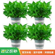 雙盟綠蘿盆栽除甲醛花卉綠植辦公室新房?jì)艋諝?80加侖4盆裝源頭直發(fā)