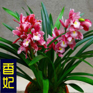 益綺椛益綺椛濃香型蘭花苗大花蕙蘭墨蘭建蘭花卉盆栽綠植室外內(nèi)植物蘭花 香妃 3苗【易成活】+肥料
