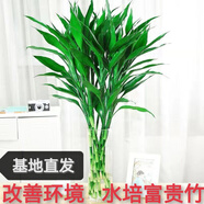 富貴竹水培植物盆栽綠植花卉室內花客廳招財水養轉運竹節節高 富貴竹50-60厘米6顆（普通款 不帶花瓶