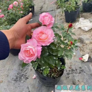 意軒月季特大花濃香果汁陽臺庭院花卉植物盆栽薔薇四季玫瑰花苗帶花苞 海神王(灌木月季開花季節(jié)帶花) 大苗帶土球【爆花機器】帶花苞發(fā)出
