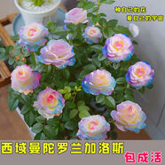 申堰【稀有品種】濃香型四季開花高貴玫瑰花苗盆栽花卉室內(nèi)外觀花月季 西域曼陀羅蘭加洛斯 10年老苗拍一發(fā)三送肥料