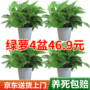 雙盟綠蘿盆栽除甲醛花卉綠植辦公室新房凈化空氣180白橫紋4盆源頭直發(fā)