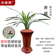 華香園華香園蘭花 赤誠 建蘭色花 幽香型 辦公室內盆栽鮮花耐陰綠植 赤誠4苗（帶紅色束腰盆） 不帶花