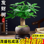 嘆為觀止18種吊蘭任你選金邊吊蘭各種盆栽花卉客廳垂吊桌面植物凈化空氣 單桿發(fā)財樹【紫砂盆+復(fù)古底座】 含盆