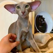 春燕美寵東方短毛貓幼貓純種飛機耳雙血統寵物貓東短貓活體幼崽溫順不掉毛 血統級