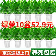 雙盟綠蘿盆栽除甲醛花卉綠植辦公室新房?jì)艋諝?20菱型10盆源頭直發(fā)