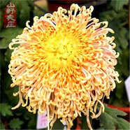 菊花種子四季播種戶外耐寒花卉種籽庭院造景陽臺盆栽觀賞花草種子 飛流菊花 1包種子240粒+復(fù)合肥+發(fā)芽粉